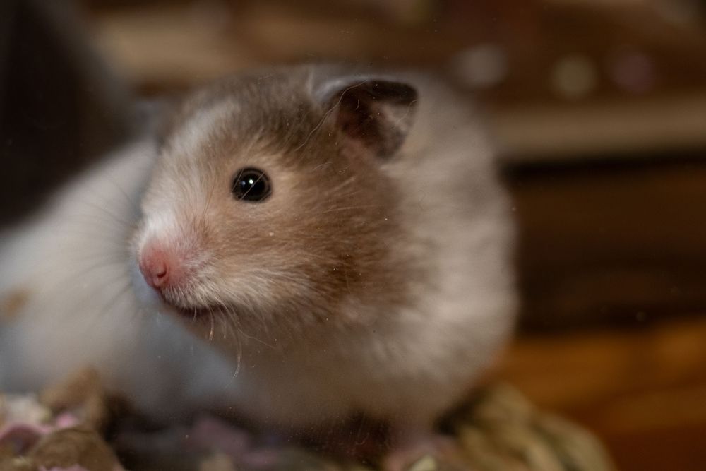 Close-up portrait of a cute fluffy brown and white hamster with shiny black eyes.