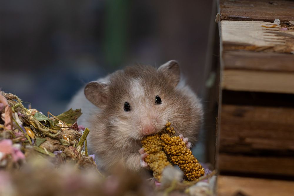 An adorable hamster munches on a dried millet sprig amid scattered dried flowers and herbs near wooden blocks.