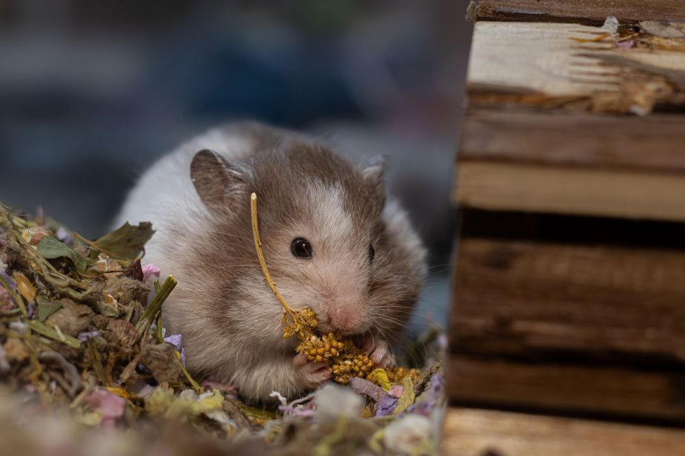 Small brown hamster eating dried yellow wildflowers among colorful petals outdoors.