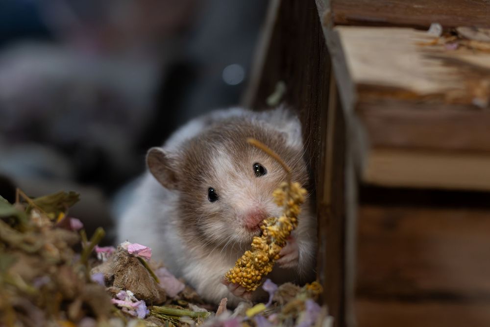 A fluffy hamster nibbles on dried yellow wildflowers surrounded by colorful dried blooms near a wooden structure.