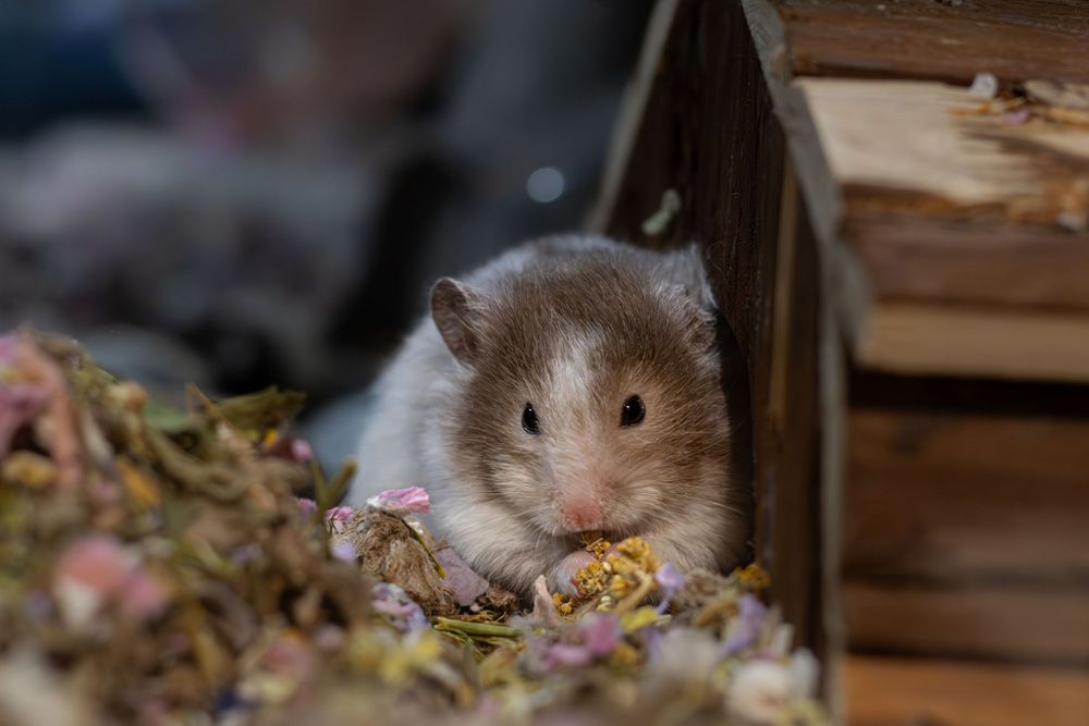 Cute fluffy brown hamster foraging through dried flowers near a wooden house.