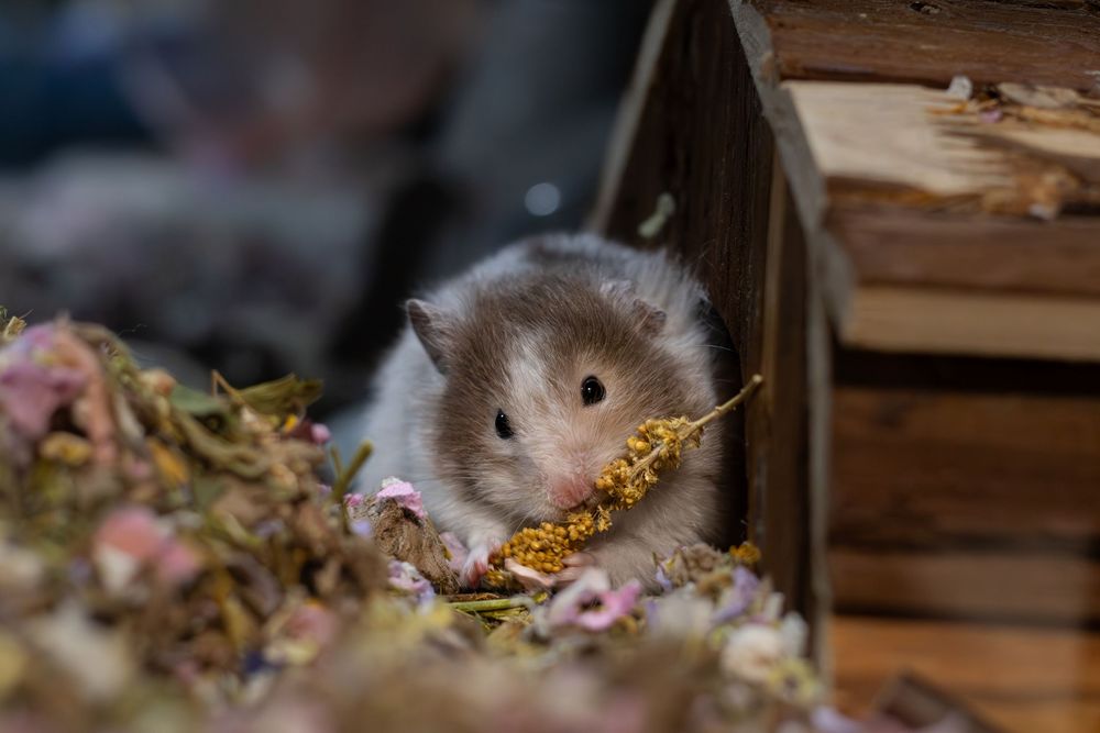 Fluffy brown hamster eating dried flowers and seeds near a wooden house.