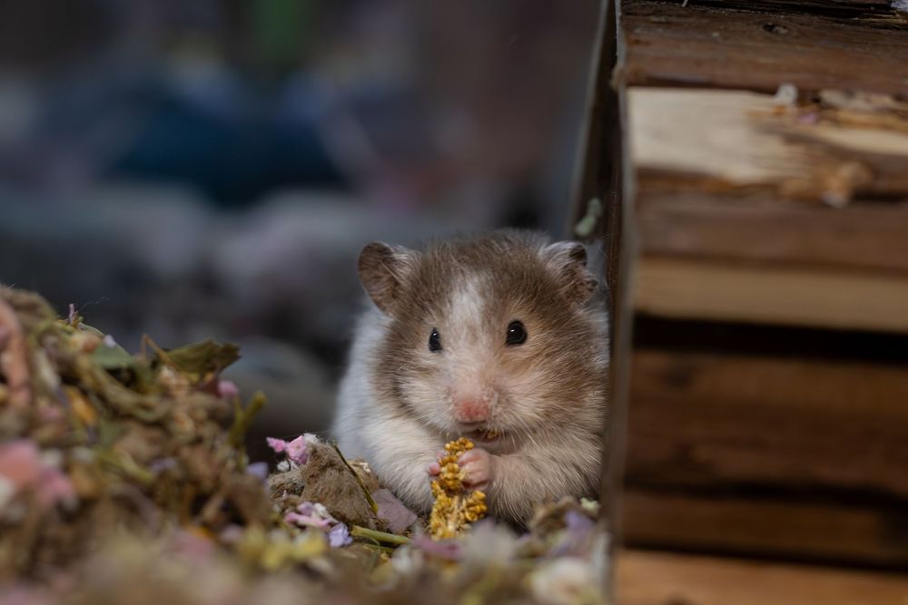Adorable brown and white hamster nibbling on dried flowers beside a wooden structure.