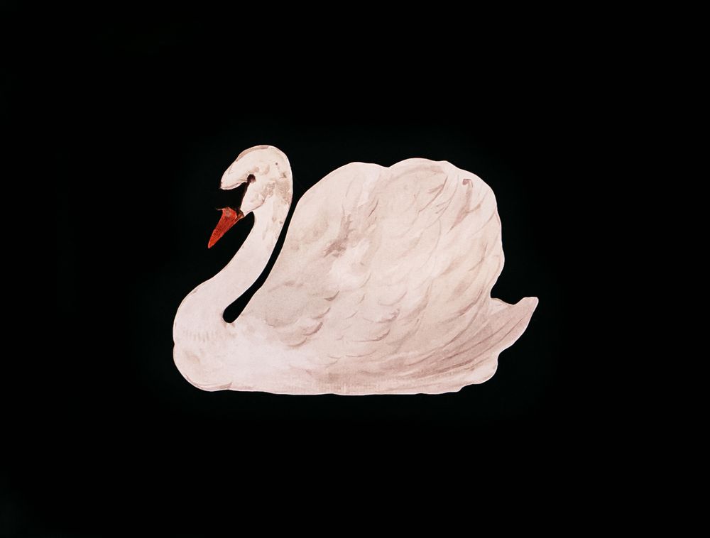 A graceful white swan with a red beak photographed against a black background.