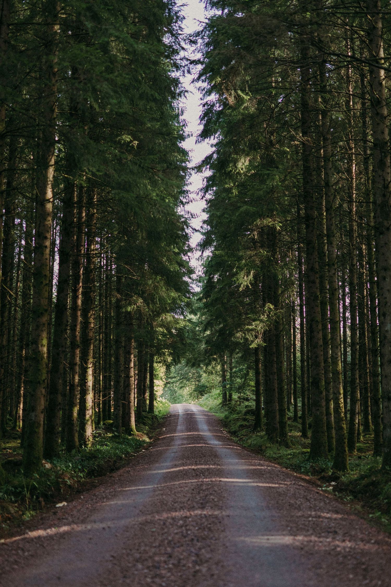 Tranquil dirt road winding through a dense evergreen forest with tall pine trees creating a natural tunnel effect.