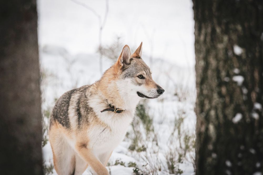 A Československý vlčiak with gray and tan fur stands alert in a snowy forest setting.
