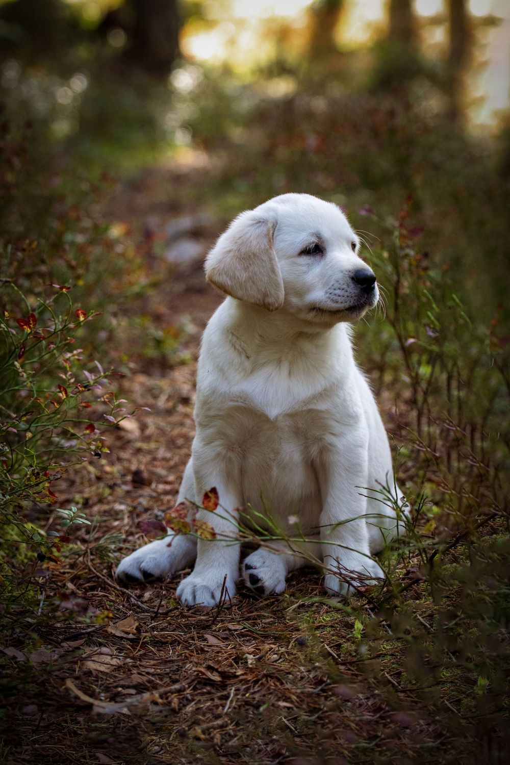 An adorable white Labrador puppy sits on a forest trail surrounded by fallen leaves.