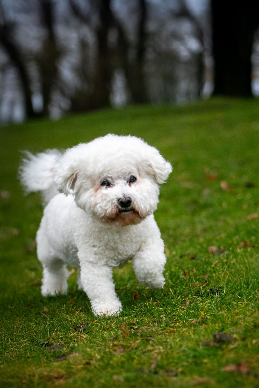 A fluffy white Bichon Frise dog stands on green grass in a park.