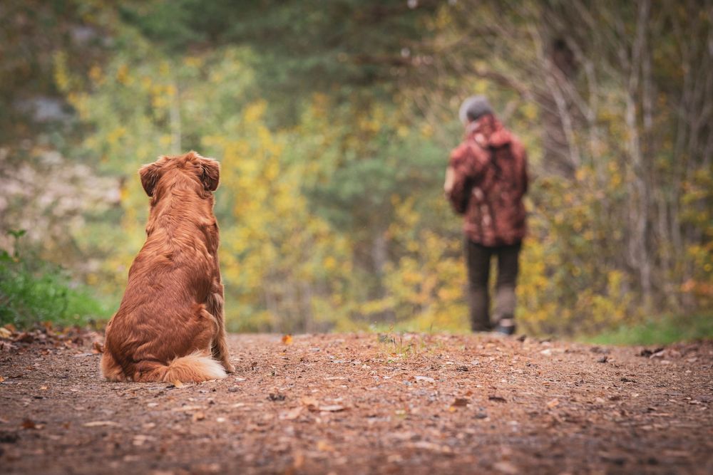 A nova scotia duck tolling retriever sits on a trail while watching someone in the distance.