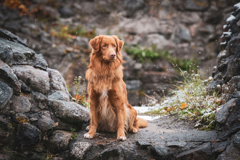 A majestic nova scotia duck tolling retriever poses on rocky terrain with a stone wall backdrop.