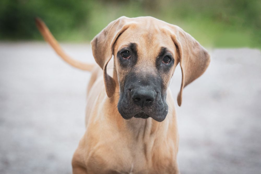 Close up portrait of a fawn-colored Great Dane puppy with a dark muzzle looking directly at camera.