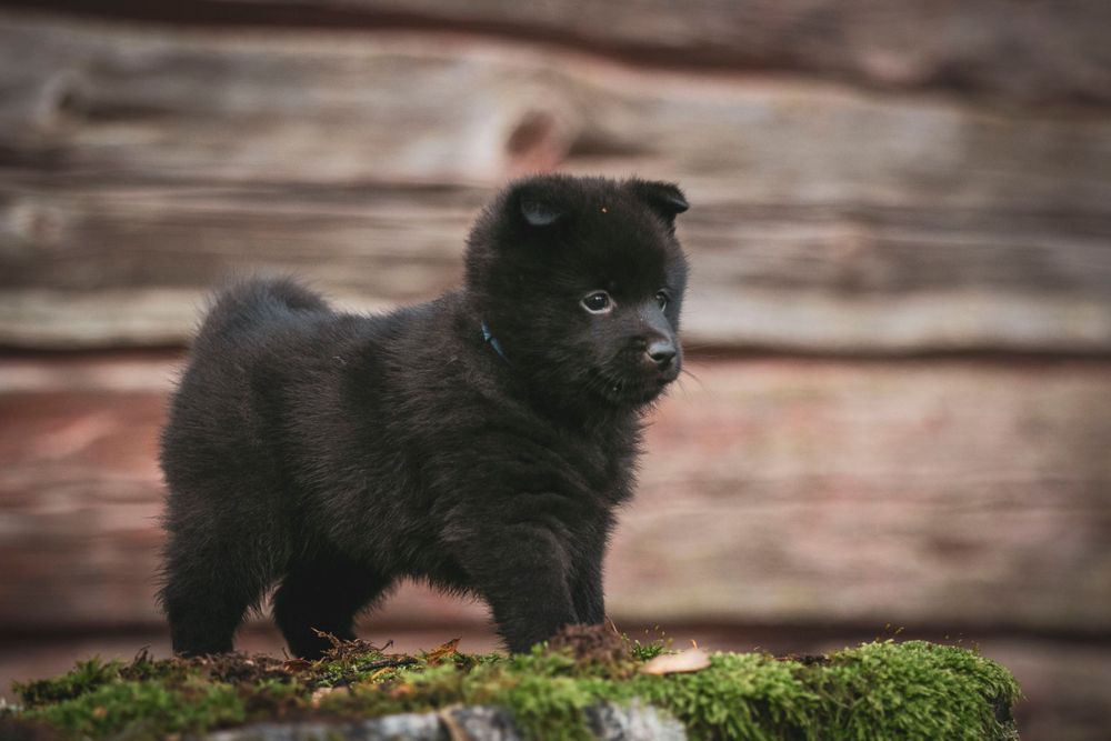 A black schipperke stands on moss-covered wood against a rustic background.