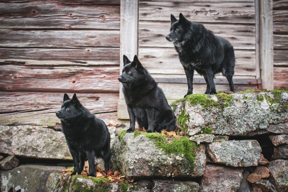 Three schipperke dogs sitting on mossy stone steps against a rustic wooden wall background.
