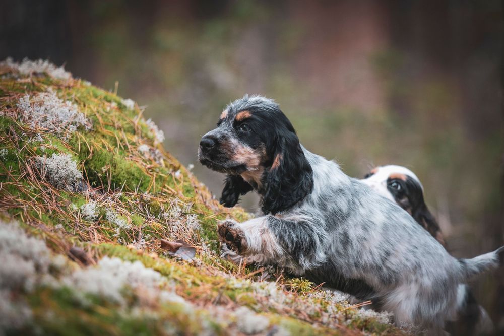 Black and white English Cocker Spaniel resting on mossy ground in a natural outdoor setting.