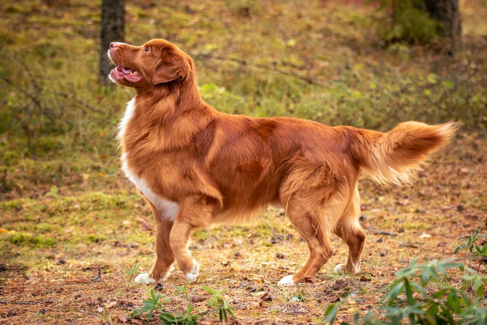 A happy nova scotia duck tolling retriever dog with reddish-brown fur stands attentively on a forest trail in autumn.