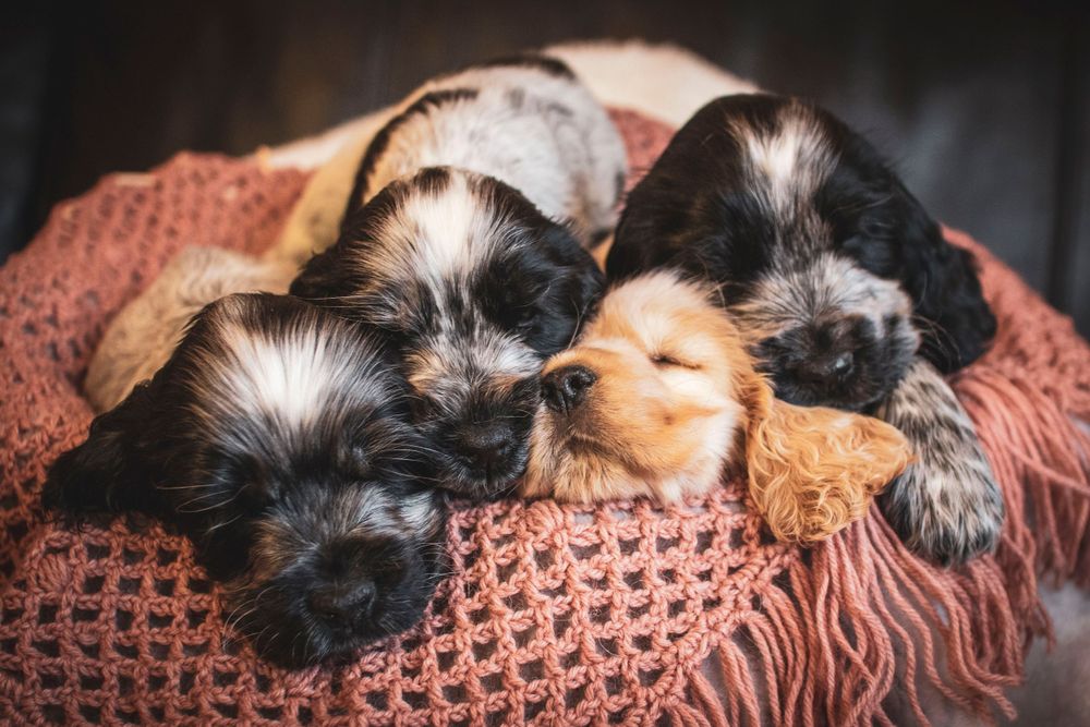 Three adorable cocker spaniel puppies sleeping together on a cozy pink knitted blanket.