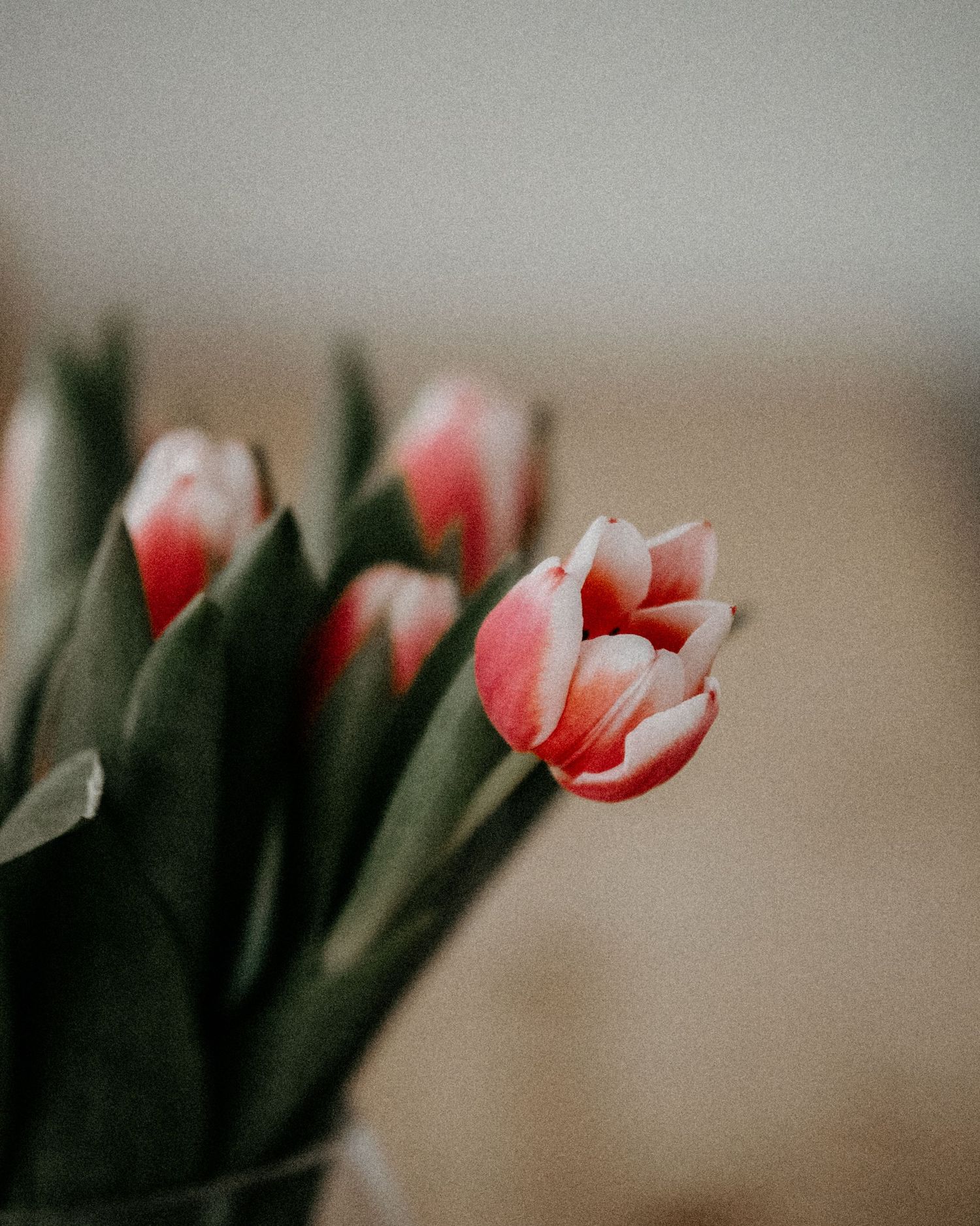 Close-up photo of pink and white tulips with green stems in soft focus against a neutral background.