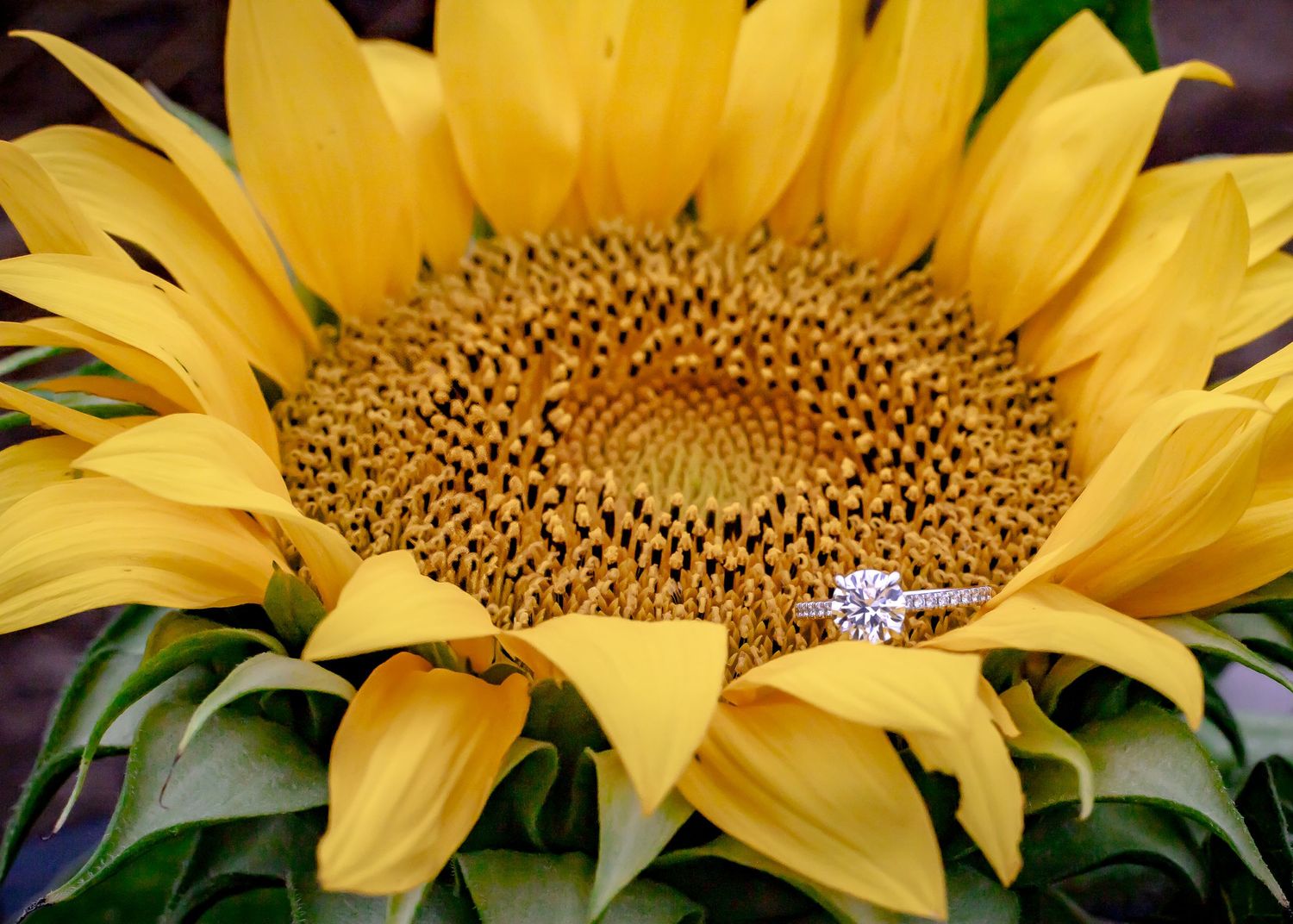Professional Photography Janesville Wisconsin
couple
Love
engagement
Sunflowers
Natural Light