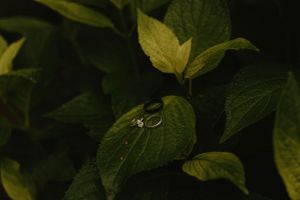 Wedding rings resting on green leaf with natural lighting.
