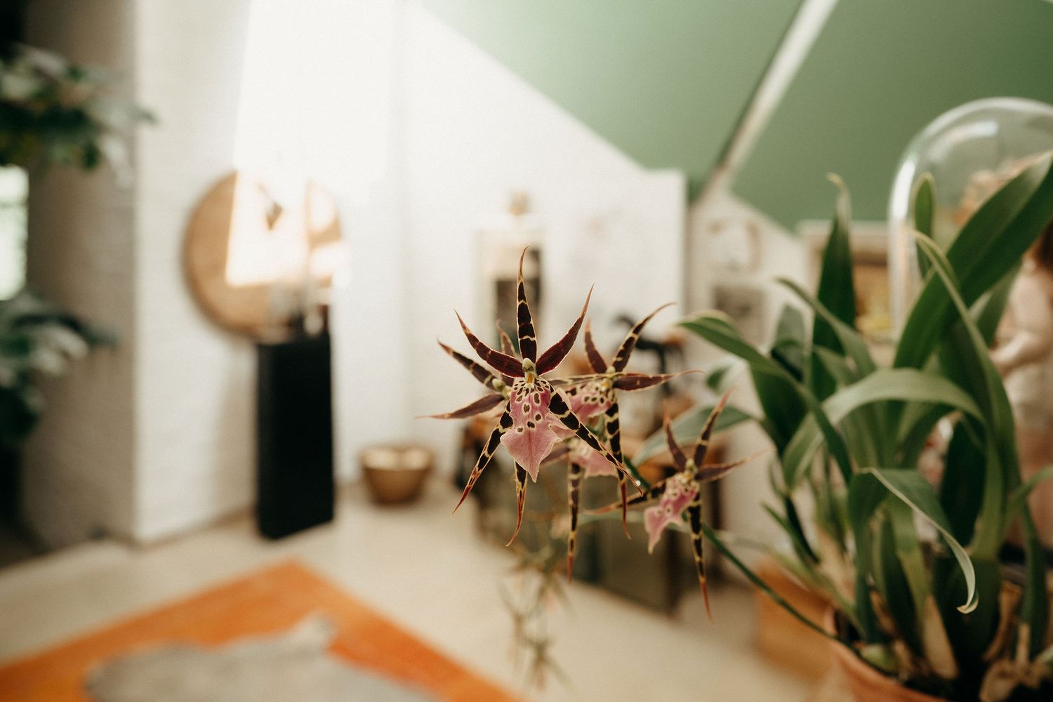 A metal star decoration hangs near houseplants in a softly lit interior room with white walls.