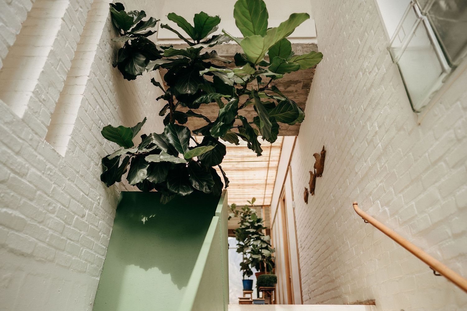 A tall fiddle leaf fig plant stands in a bright corner stairwell with white brick walls and wooden handrail.