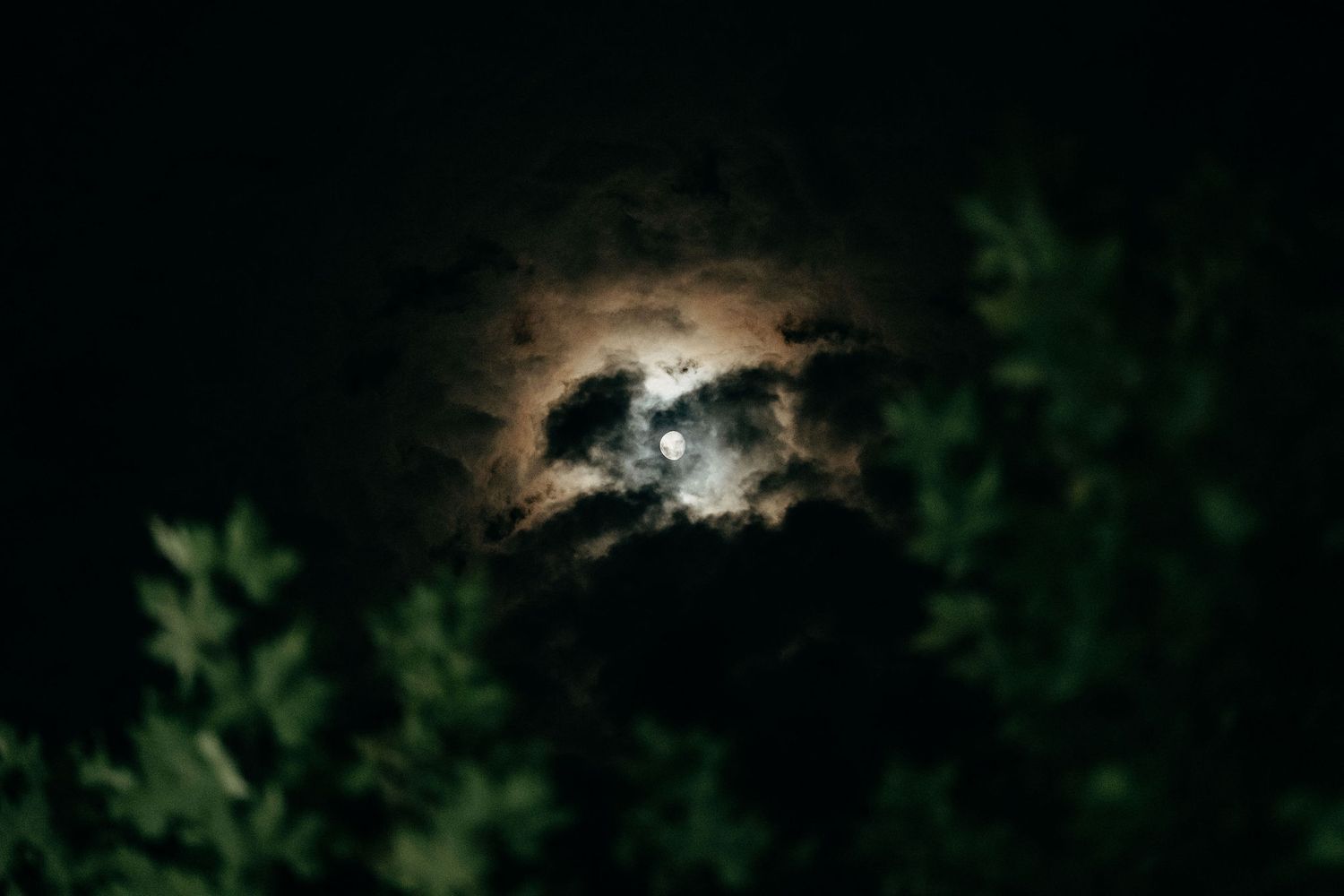 Glowing full moon partially obscured by clouds peeks through dark green foliage at night.