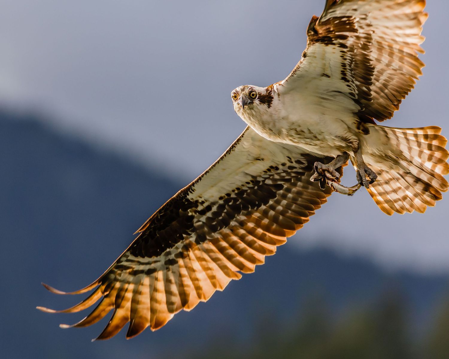 Osprey, Pitt Lake, Pitt Meadows