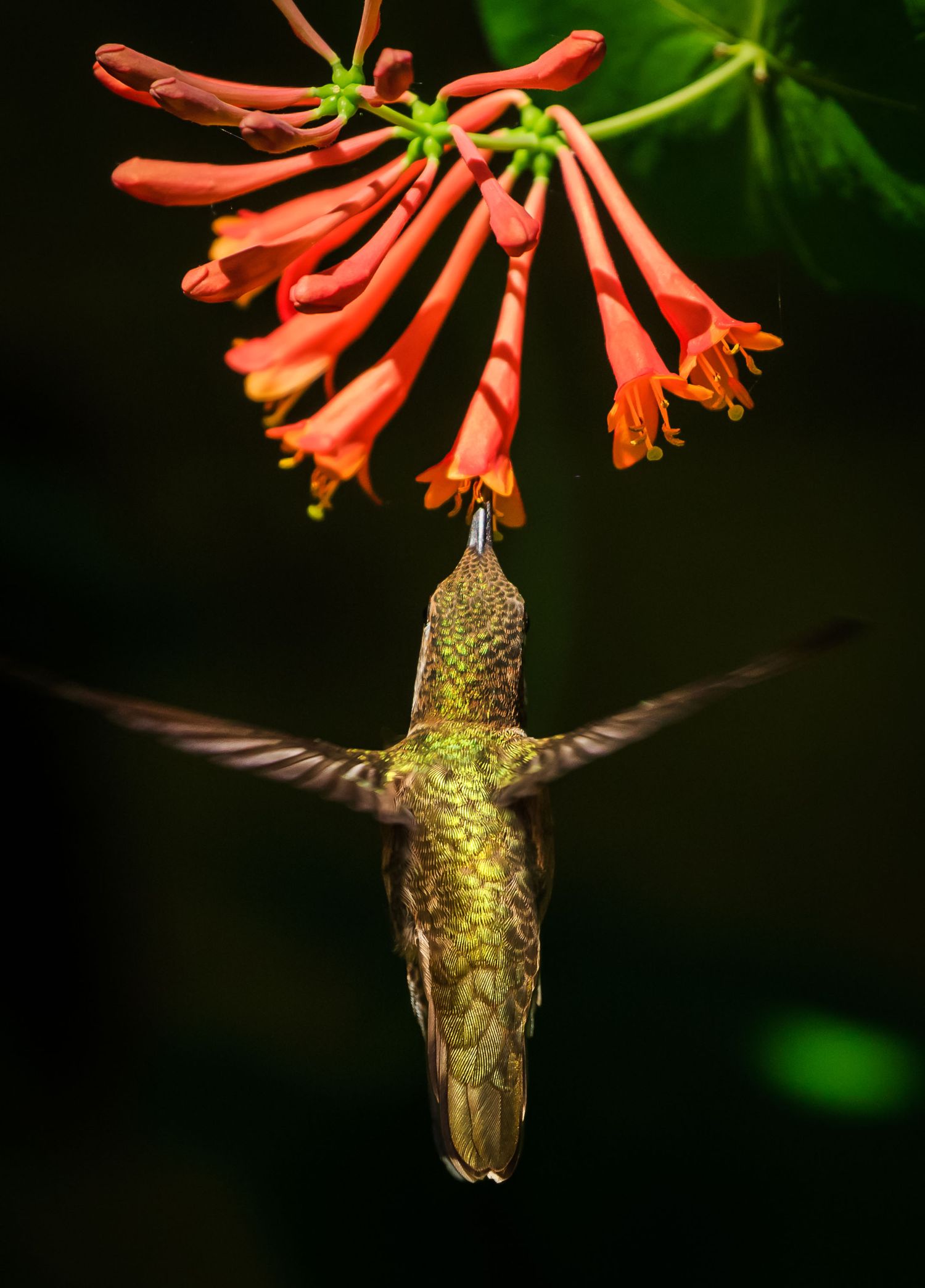 Anna's hummingbird