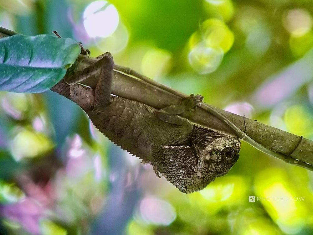 Lizard, Costa Rica photograph