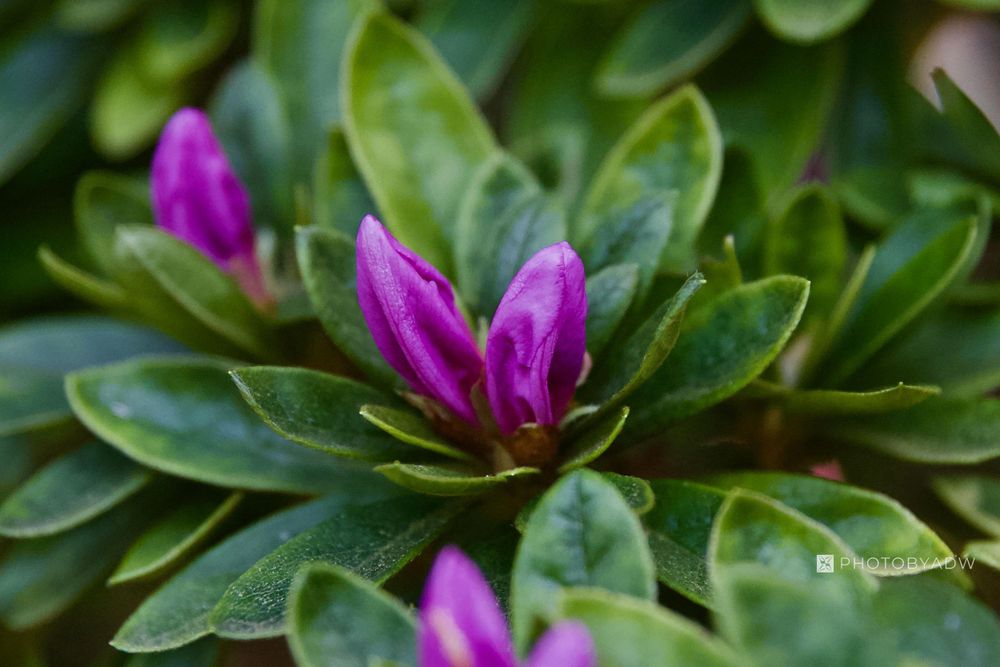 Bay Area nature photograph