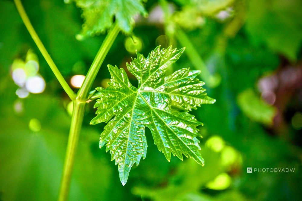 Leaf, Bay Area