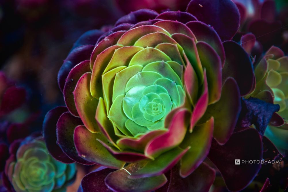 Bay Area nature photograph