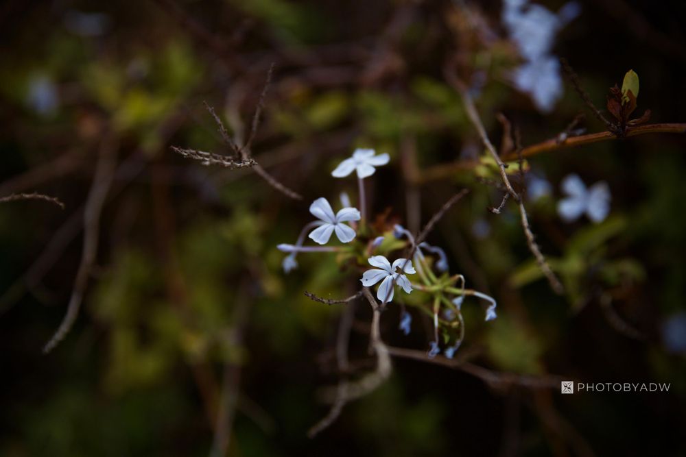 Flowers, Ohlone College, Bay Area