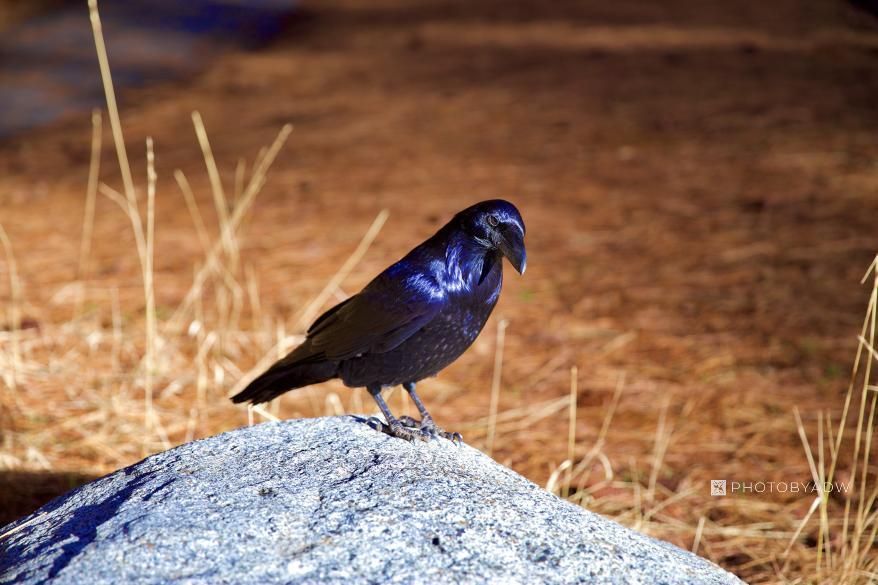 Yosemite National Park nature photograph, bird