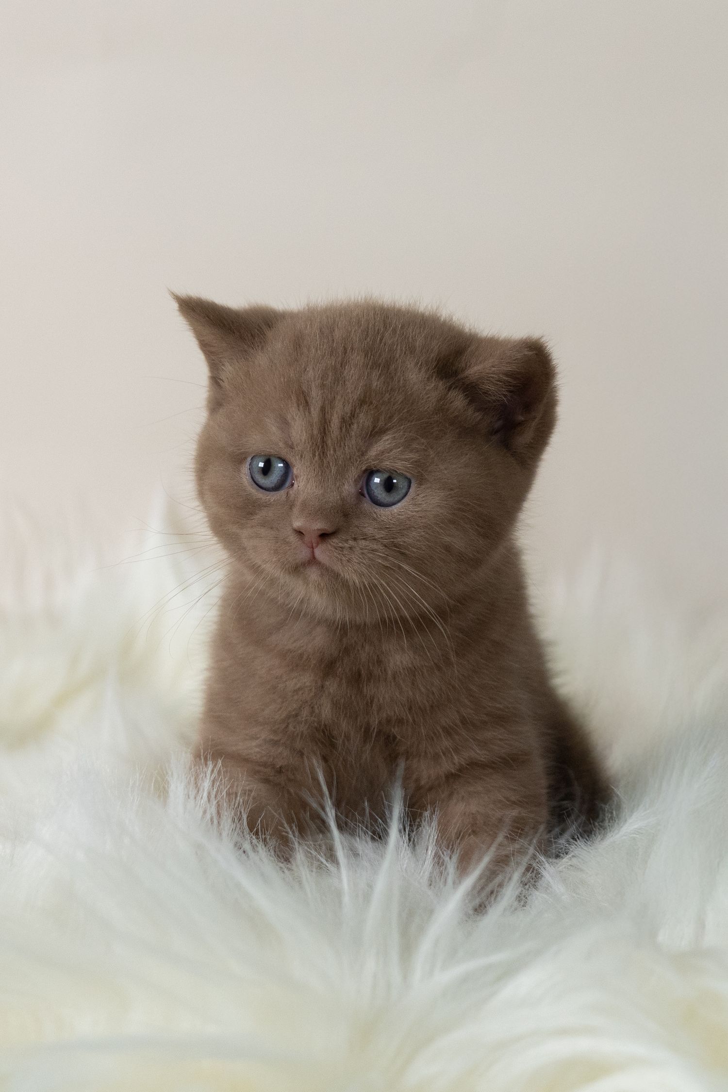 Blue female BSH kitten