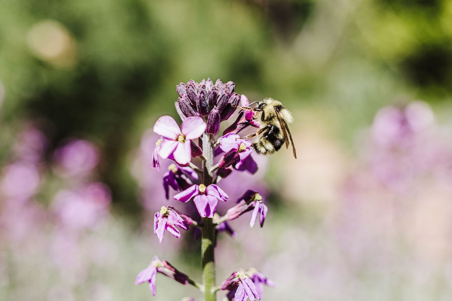 Bee; Flower