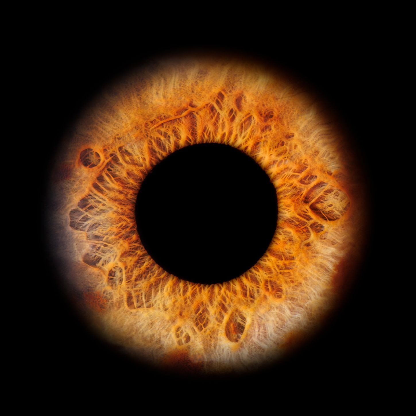Macro photography sequence of amber-colored iris with dark pupil showing detailed fibrous patterns.