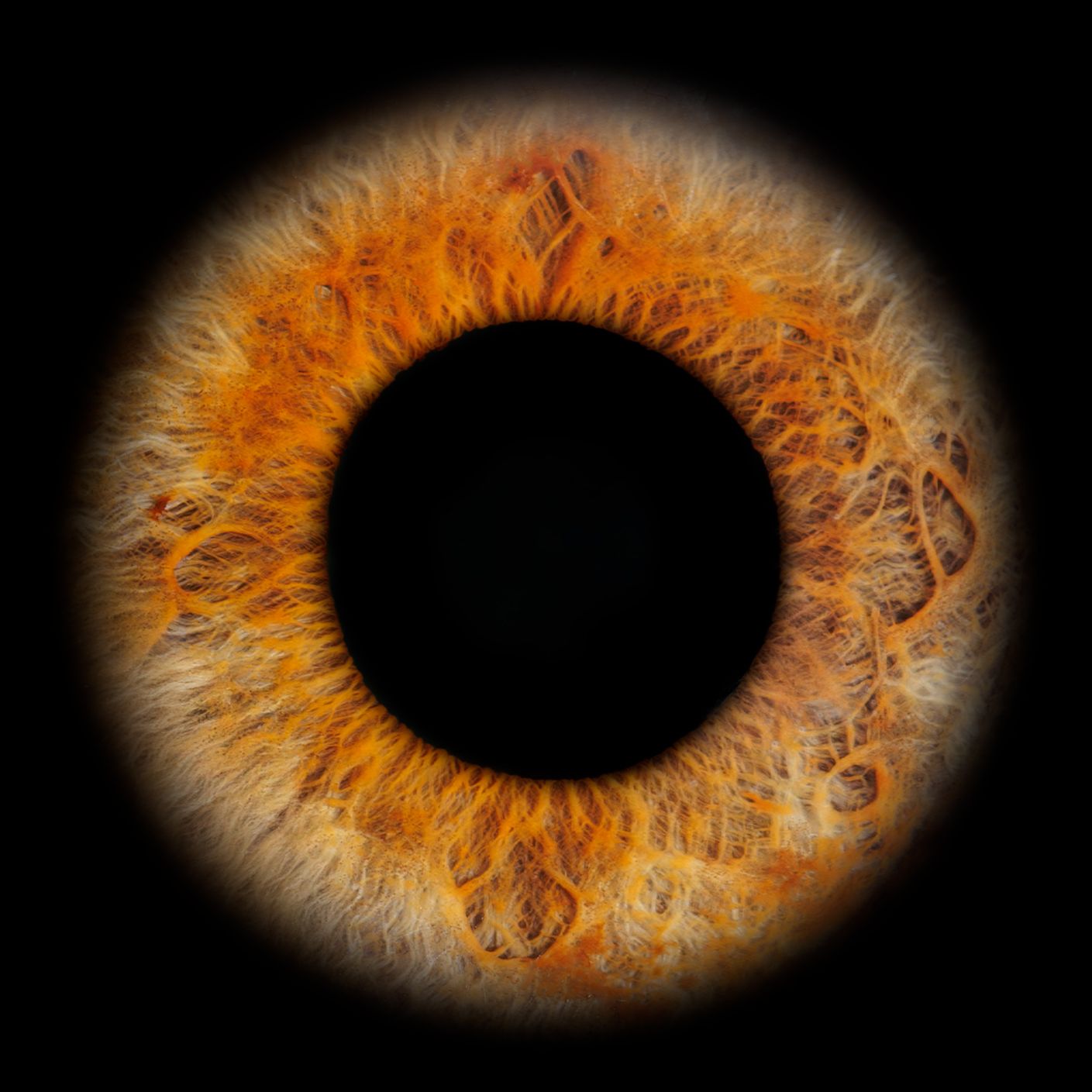 A detailed timelapse sequence of a total solar eclipse showing the sun's orange corona during totality against black sky.