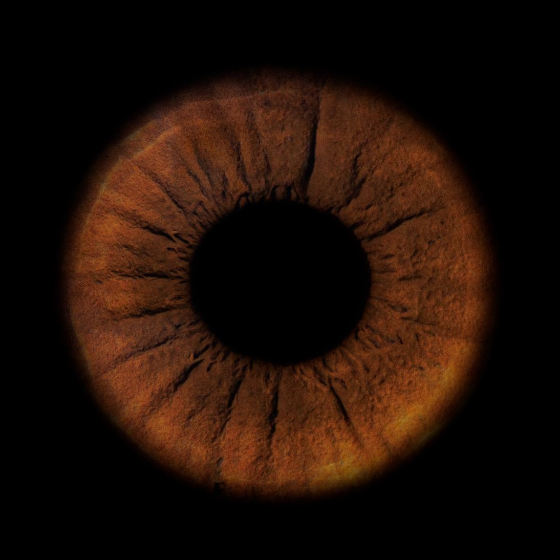 Time lapse sequence of a dark brown eye iris contracting to a smaller pupil in bright light conditions.