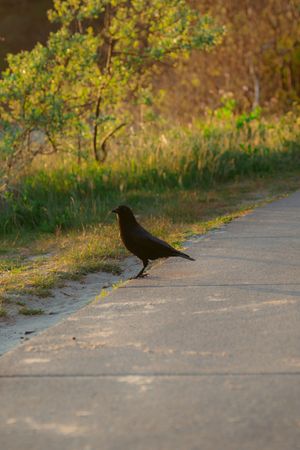 A black crow stands on a concrete path at sunset with green foliage in the background.