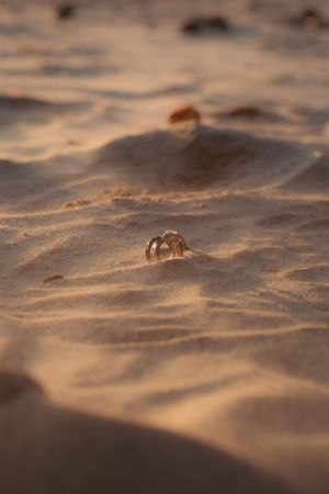 Close-up view of sandy beach texture with small crab holes during golden sunset light creating soft shadows and patterns.