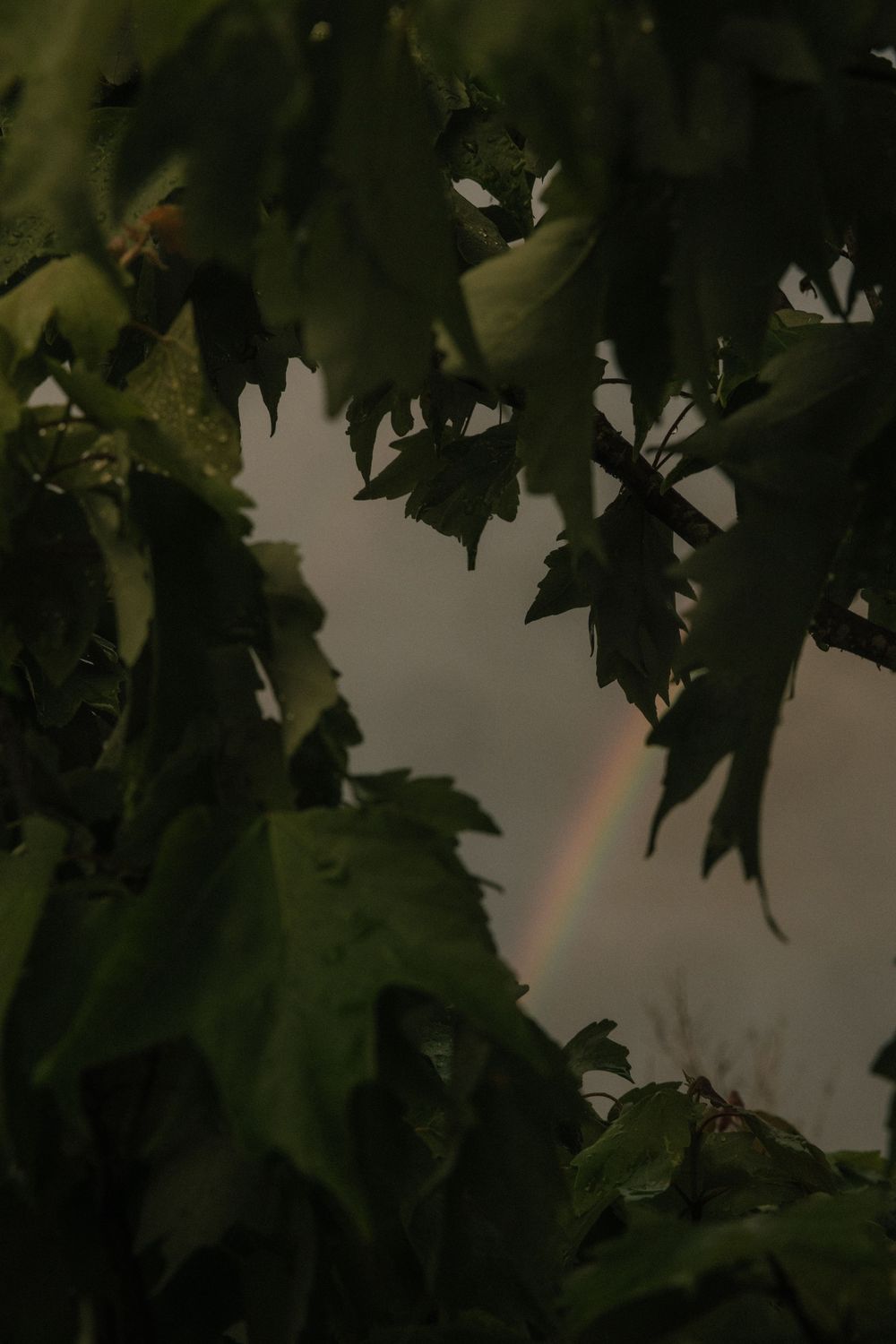 Dark tree leaves silhouetted against a stormy sky with a faint rainbow visible in the background.