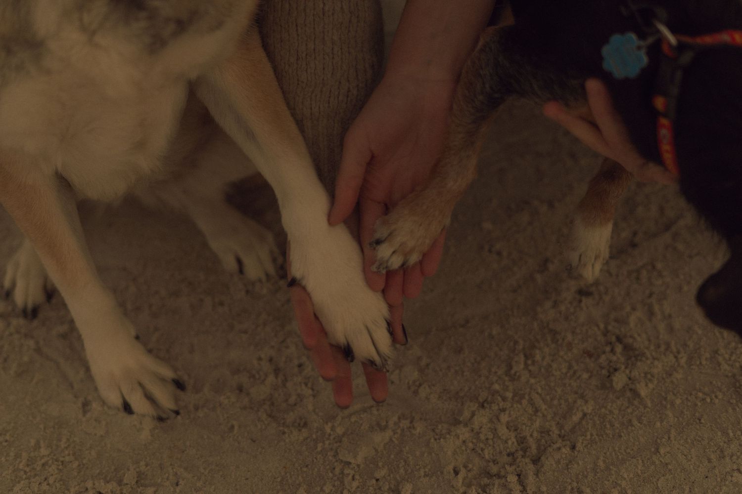 close up of f/f couple holding their dogs’ paws