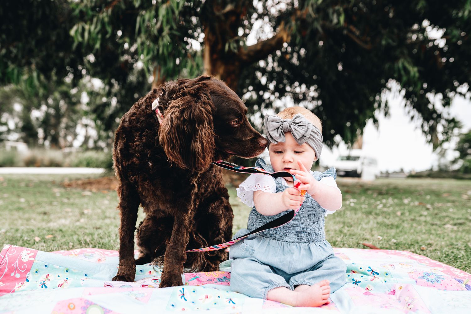 Chocolate Labradoodle puppy sniffing her baby human sitting on a picnic rug during a Melbourne family photo session by Pei A Photography.