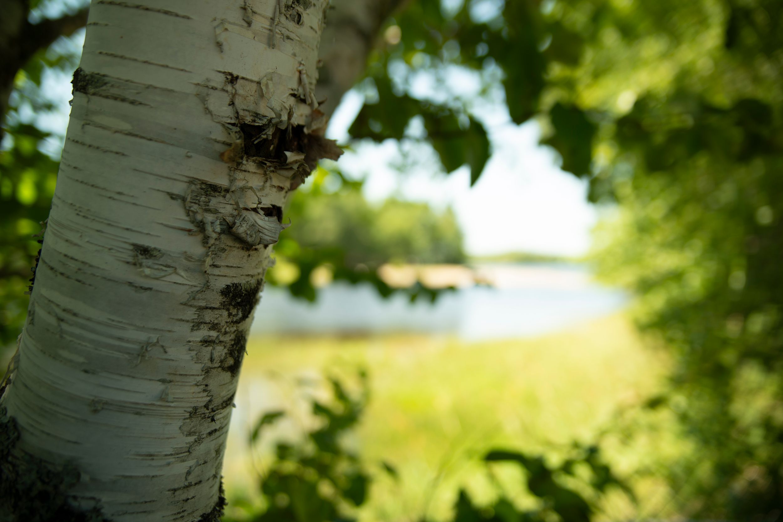 birch tree on graham lake