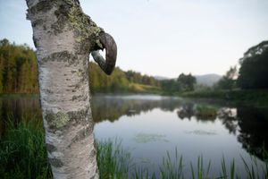 tree with heart