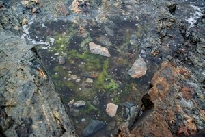 Tide pool