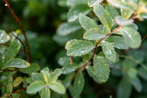 Dew covered leaf