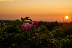 Sunset on a rose
