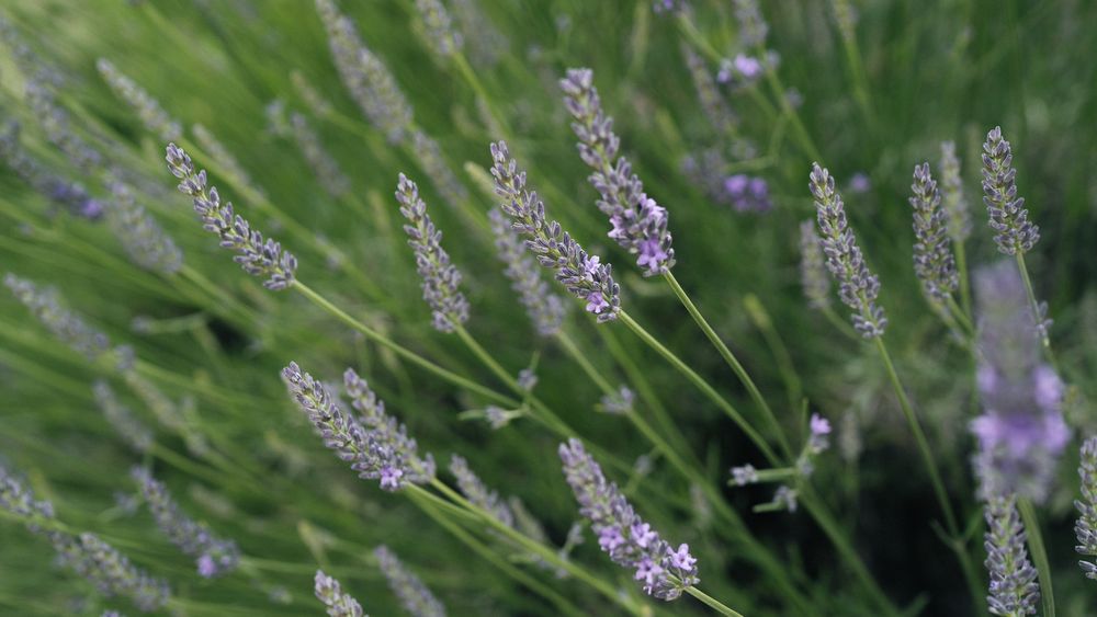 Close-up view of blooming lavender flowers in a garden.